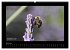 Wildtiere (hochwertiger Premium... - Bild 11