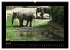 Wildtiere (hochwertiger Premium... - Bild 12