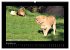 Wildtiere (hochwertiger Premium... - Bild 3