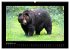 Wildtiere (hochwertiger Premium... - Bild 4