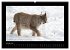Wildtiere (hochwertiger Premium... - Bild 6