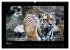Wildtiere (hochwertiger Premium... - Bild 8