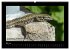 Wildtiere (hochwertiger Premium... - Bild 10