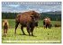 TATONKA Der nordamerikanische Bison... - Bild 11