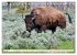 TATONKA Der nordamerikanische Bison... - Bild 13