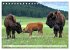 TATONKA Der nordamerikanische Bison... - Bild 7