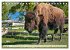 TATONKA Der nordamerikanische Bison... - Bild 8