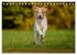 Faszination Hund (Tischkalender 2026... - Bild 11