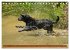 Faszination Hund (Tischkalender 2026... - Bild 12