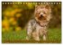 Faszination Hund (Tischkalender 2026... - Bild 13