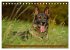 Faszination Hund (Tischkalender 2026... - Bild 15