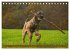 Faszination Hund (Tischkalender 2026... - Bild 9