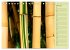 BAMBUS (Tischkalender 2026 DIN A5... - Bild 12