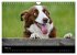 Border Collies (Wandkalender 2026 DIN... - Bild 11