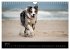 Border Collies (Wandkalender 2026 DIN... - Bild 13