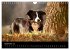 Border Collies (Wandkalender 2026 DIN... - Bild 15