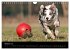 Border Collies (Wandkalender 2026 DIN... - Bild 3