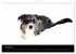 Border Collies (Wandkalender 2026 DIN... - Bild 7