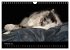 Border Collies (Wandkalender 2026 DIN... - Bild 8