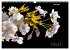 Der Natur auf der Spur -... - Bild 11