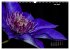 Der Natur auf der Spur -... - Bild 13