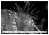 Unterwasser Makros - schwarz weiss 2026... - Bild 12