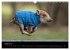 Kleine Schweinereien (Wandkalender 2026... - Bild 14