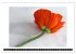 Mohn im Porträt (Wandkalender 2026 DIN... - Bild 4