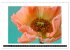 Mohn im Porträt (Wandkalender 2026 DIN... - Bild 5