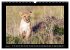Afrikas Katzen (Wandkalender 2026 DIN... - Bild 11