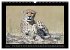 Afrikas Katzen (Wandkalender 2026 DIN... - Bild 12