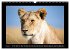 Afrikas Katzen (Wandkalender 2026 DIN... - Bild 13