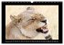 Afrikas Katzen (Wandkalender 2026 DIN... - Bild 15