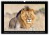 Afrikas Katzen (Wandkalender 2026 DIN... - Bild 4