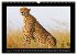 Afrikas Katzen (Wandkalender 2026 DIN... - Bild 7