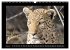 Afrikas Katzen (Wandkalender 2026 DIN... - Bild 10
