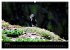 Wales Pembrokeshire - Natur im Fokus-... - Bild 12