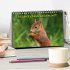 Wilde Eichhörnchenwelt! (Tischkalender... - Bild 2