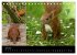 Wilde Eichhörnchenwelt! (Tischkalender... - Bild 12