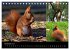 Wilde Eichhörnchenwelt! (Tischkalender... - Bild 4