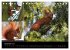 Wilde Eichhörnchenwelt! (Tischkalender... - Bild 5