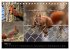 Wilde Eichhörnchenwelt! (Tischkalender... - Bild 9