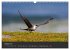 Vögel im Norden Europas (Wandkalender... - Bild 14