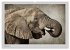 Elefanten - Portraits der besonderen... - Bild 14