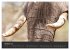 Elefanten - Graue Riesen (Wandkalender... - Bild 3