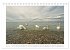 Melancholie-Bodensee 2026... - Bild 12