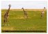 Masai Mara 2026 (Wandkalender 2026 DIN... - Bild 12