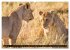 Masai Mara 2026 (Wandkalender 2026 DIN... - Bild 14