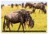Masai Mara 2026 (Wandkalender 2026 DIN... - Bild 9