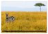 Masai Mara 2026 (Wandkalender 2026 DIN... - Bild 10